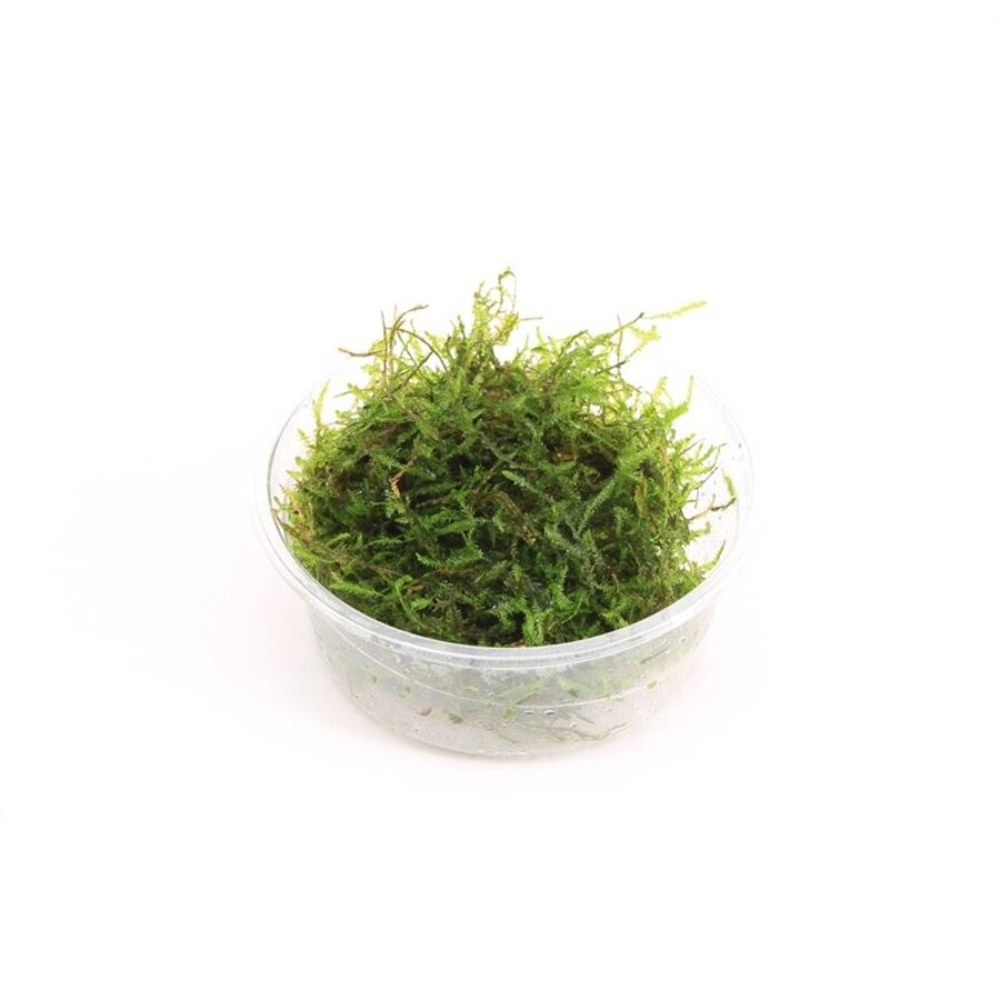 Taxiphyllum alternans | Taiwan mos | in 80 cc cup