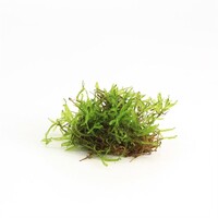 Vesicularia dubyana | javamos | in 80 cc cup
