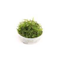 Weeping mos | Treurmos | in vitro cup
