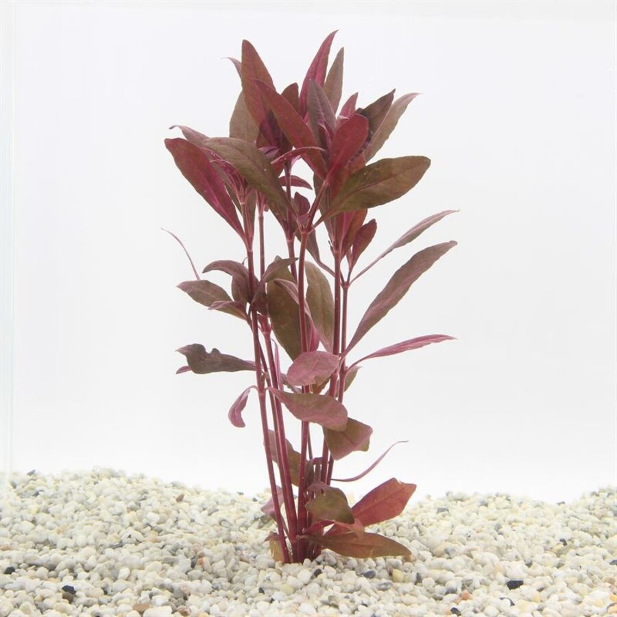 Alternanthera Sessilis | Koperkleurig papegaaienblad | in bos met loodje