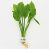 Echinodorus Paniculatus | Amazone Zwaardplant | in bos met loodje