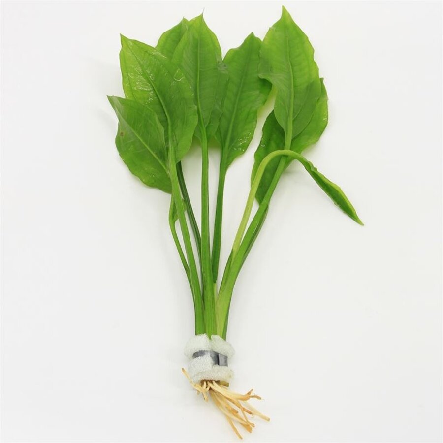 Echinodorus Paniculatus | Amazone Zwaardplant | in bos met loodje