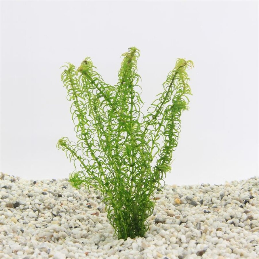 Elodea canadensis | Brede Waterpest | in bos met loodje
