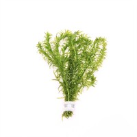 Elodea densa | Waterpest | Bosje met loodje