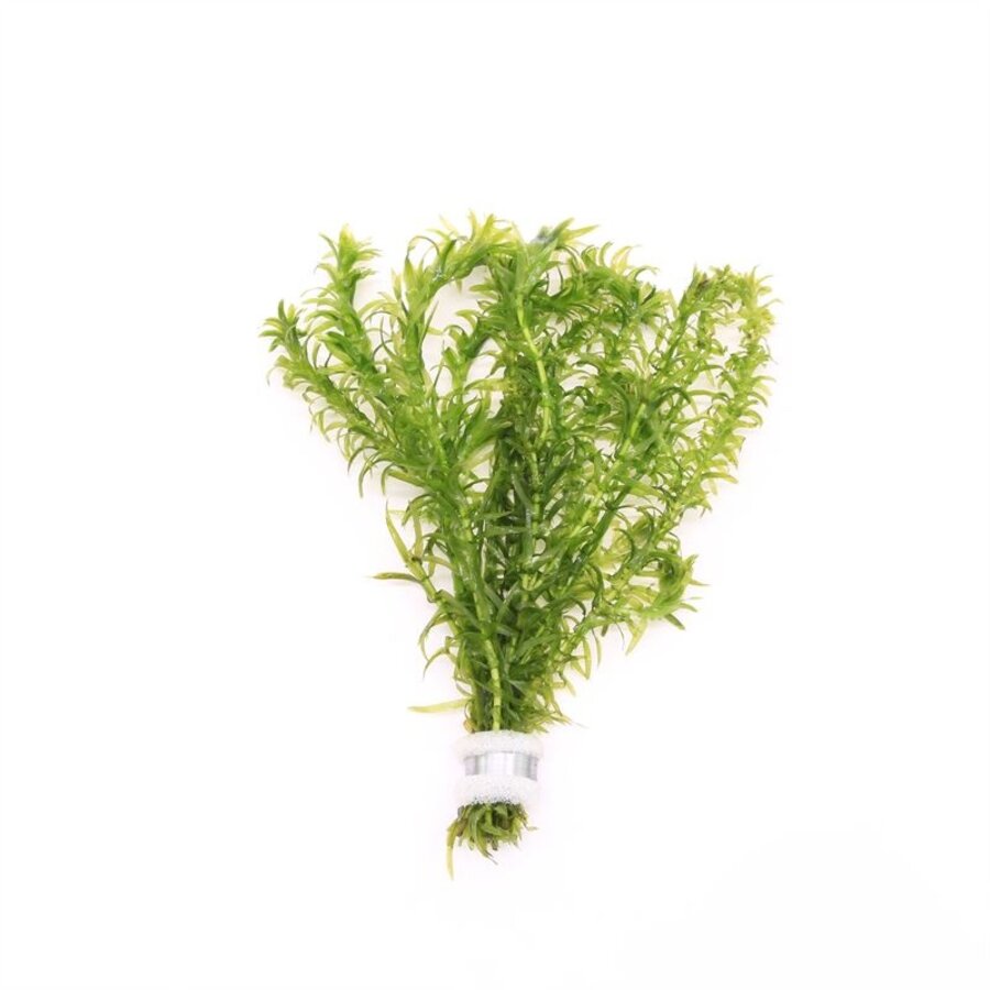 Elodea densa | Waterpest | Bosje met loodje