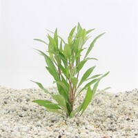 Hygrophila angustifolia in bos met loodje
