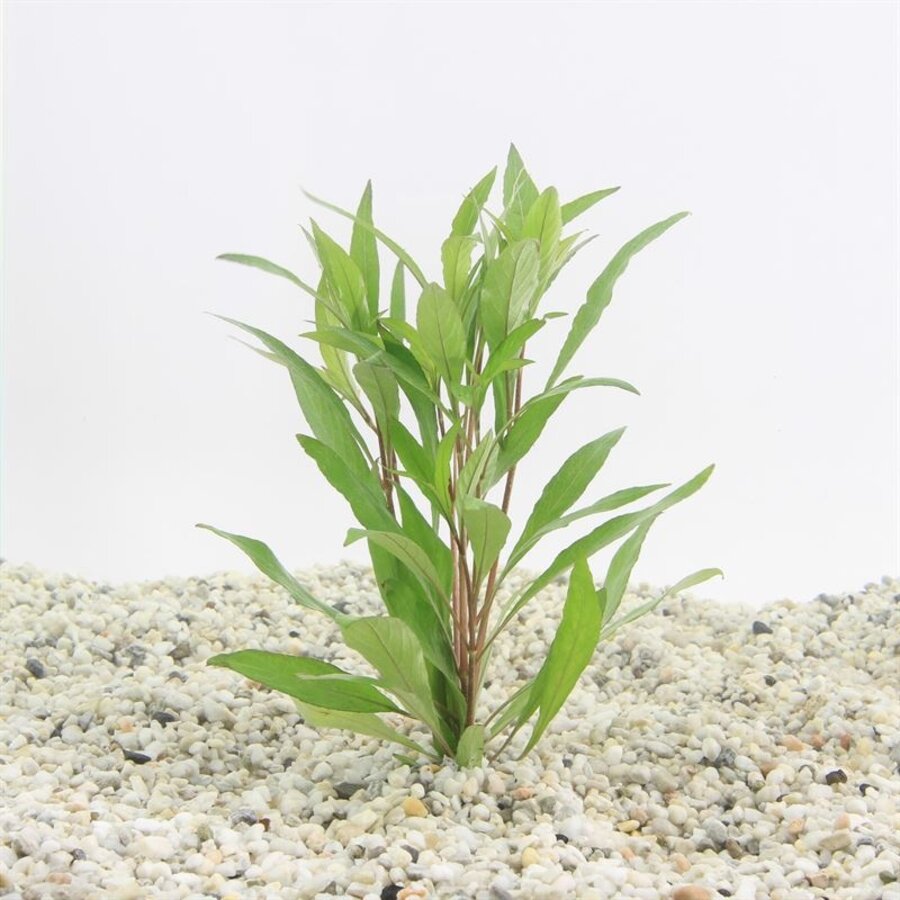 Hygrophila angustifolia in bos met loodje