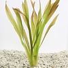 Vallisneria Giganthea | Reuze Moerasplant | In Bos met Loodje