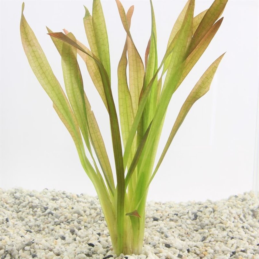 Vallisneria Giganthea | Reuze Moerasplant | In Bos met Loodje