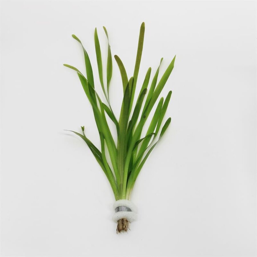 Vallisneria Giganthea Rubra | In Bos met Loodje