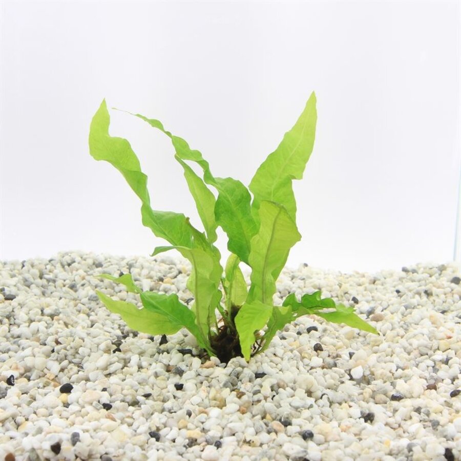 Microsorum Pteropus | Javavaren | In Terracotta Ring