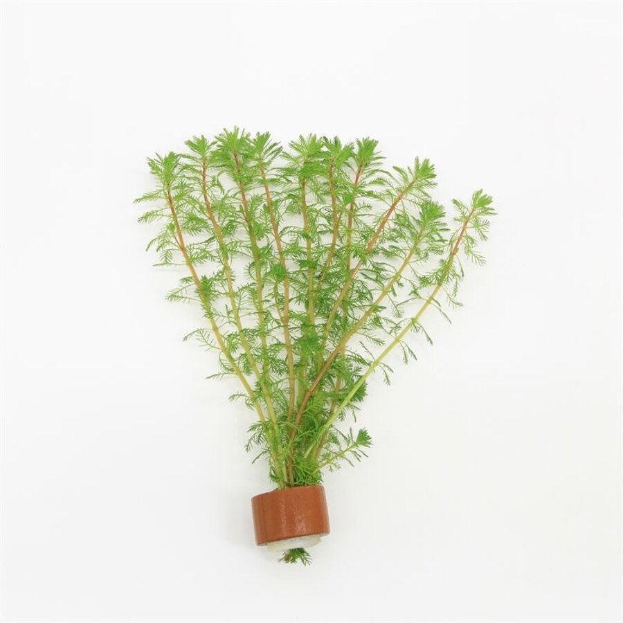 Myriophyllum Brasiliensis | Braziliaans vederkruid | in Terracotta Ring