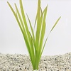 Vallisneria giganthea rubra in Terracotta Ring
