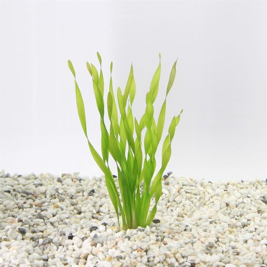 Vallisneria Torta | Kleine Schroefvallisneria | in Terracotta Ring