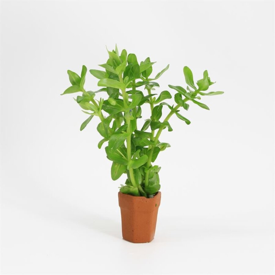 Bacopa  Caroliniana | Grofbladige bacopa | Terracotta Pot