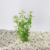Hygrophila Polysperma | Belgisch groen | In Terracotta Pot