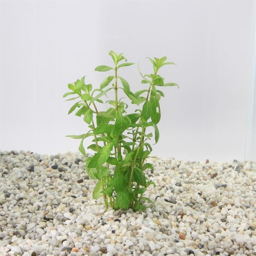 Hygrophila Polysperma | Belgisch groen | In Terracotta Pot