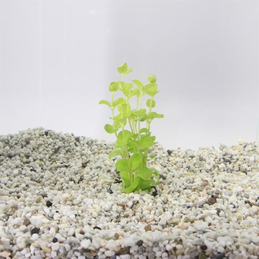 Lysimachia Aurea | Penningkruid | in Terracotta Pot