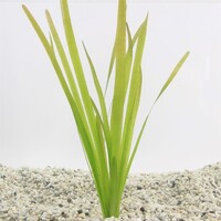 Vallisneria giganthea rubra in Terracotta Pot