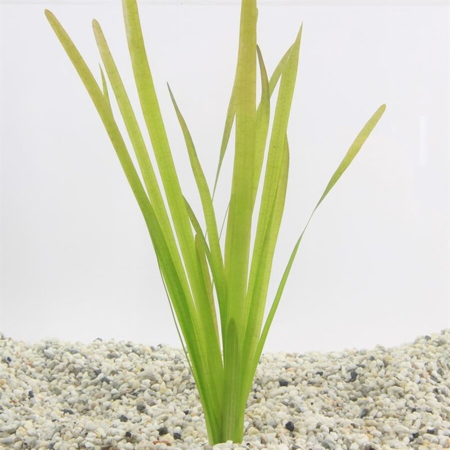 Vallisneria giganthea rubra in Terracotta Pot