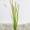 Vallisneria Spiralis Rood in Terracotta Pot