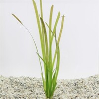 Vallisneria Spiralis Rood in Terracotta Pot