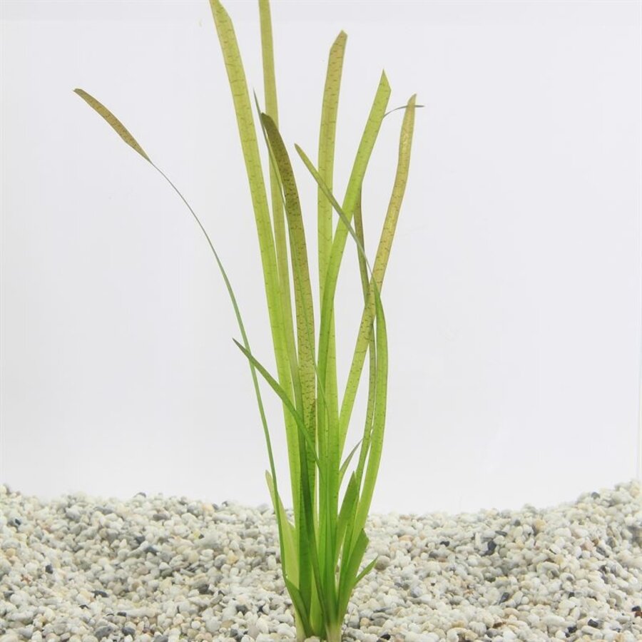 Vallisneria Spiralis Rood in Terracotta Pot