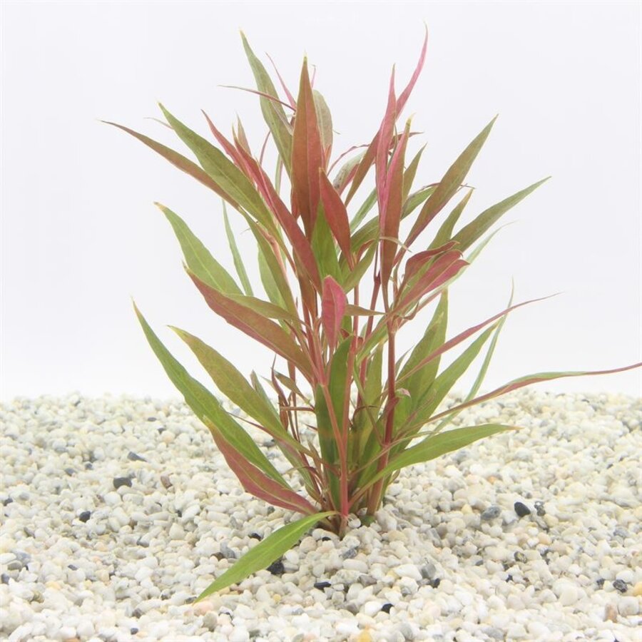 Alternanthera Rosaefolia | Rood Papegaaienblad | in 5 cm pot