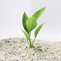 Anubias Congensis | Speerblad | in 5 cm pot
