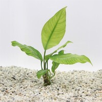 Anubias Heterophylla | Langsteelspeerblad | In 5 cm pot