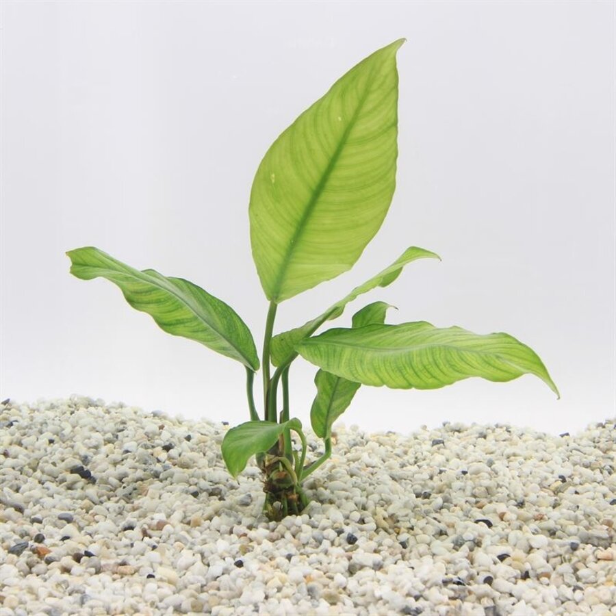 Anubias Heterophylla | Langsteelspeerblad | In 5 cm pot