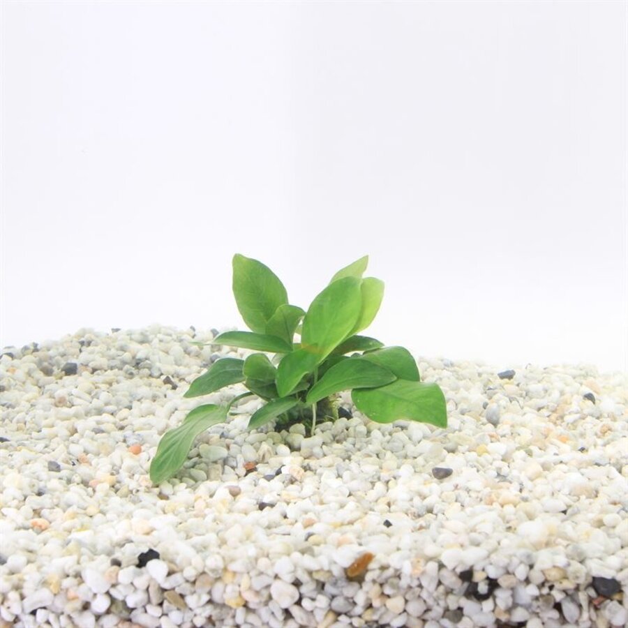 Anubias Nana | Dwergspeerblad | In 5 cm pot