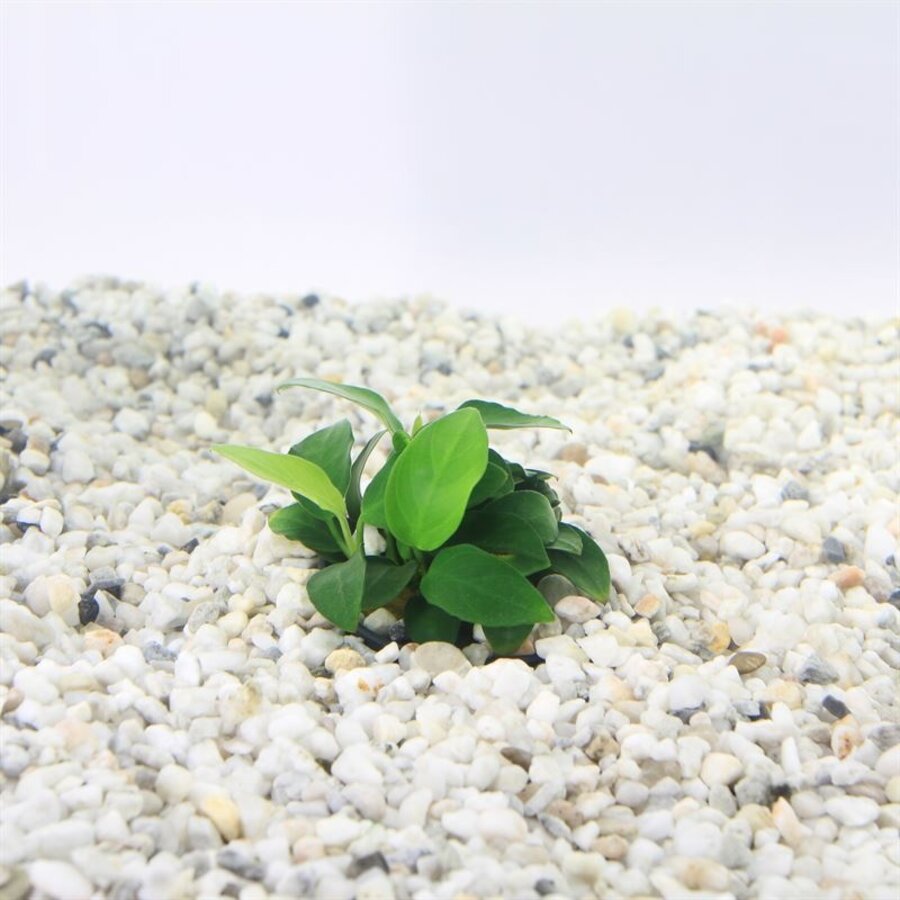 Anubias Nana Petite | Dwerg Speerblad | in 5 cm pot