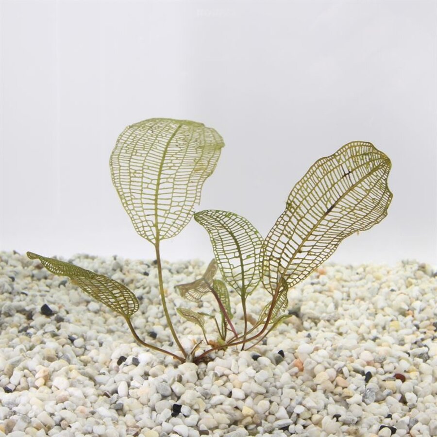 Aponogeton Madagascariensis | Gaasplant | in 5 cm pot