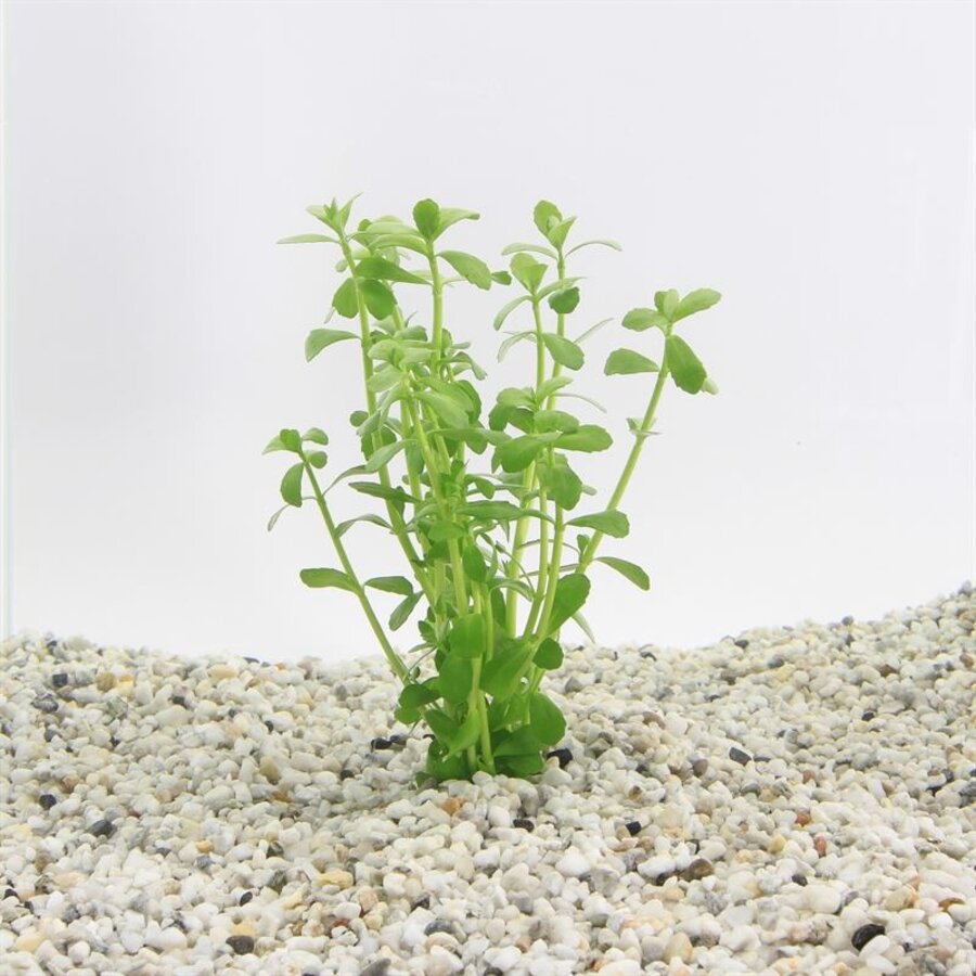 Bacopa Crenata | Fijnbladerige bacopa | in 5 cm pot