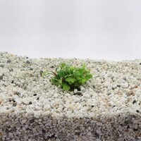 Bucephalandra Green Velvet | In 5 cm pot