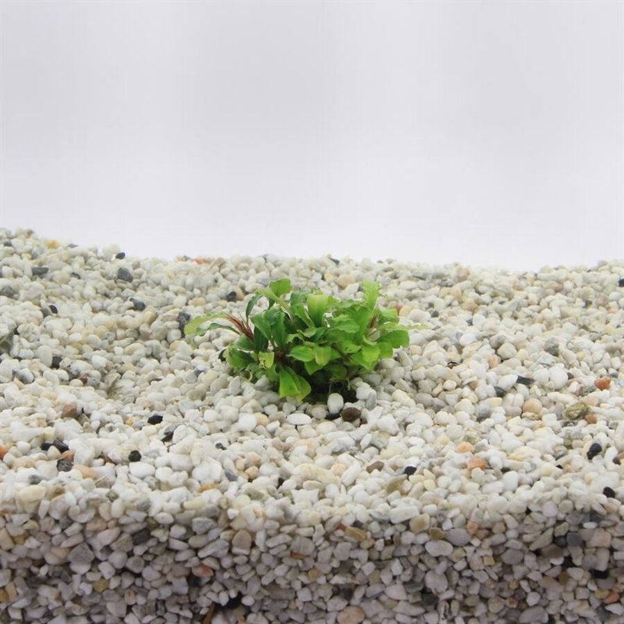 Bucephalandra Green Velvet | In 5 cm pot