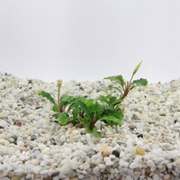Bucephelandra sintang | In 5cm pot