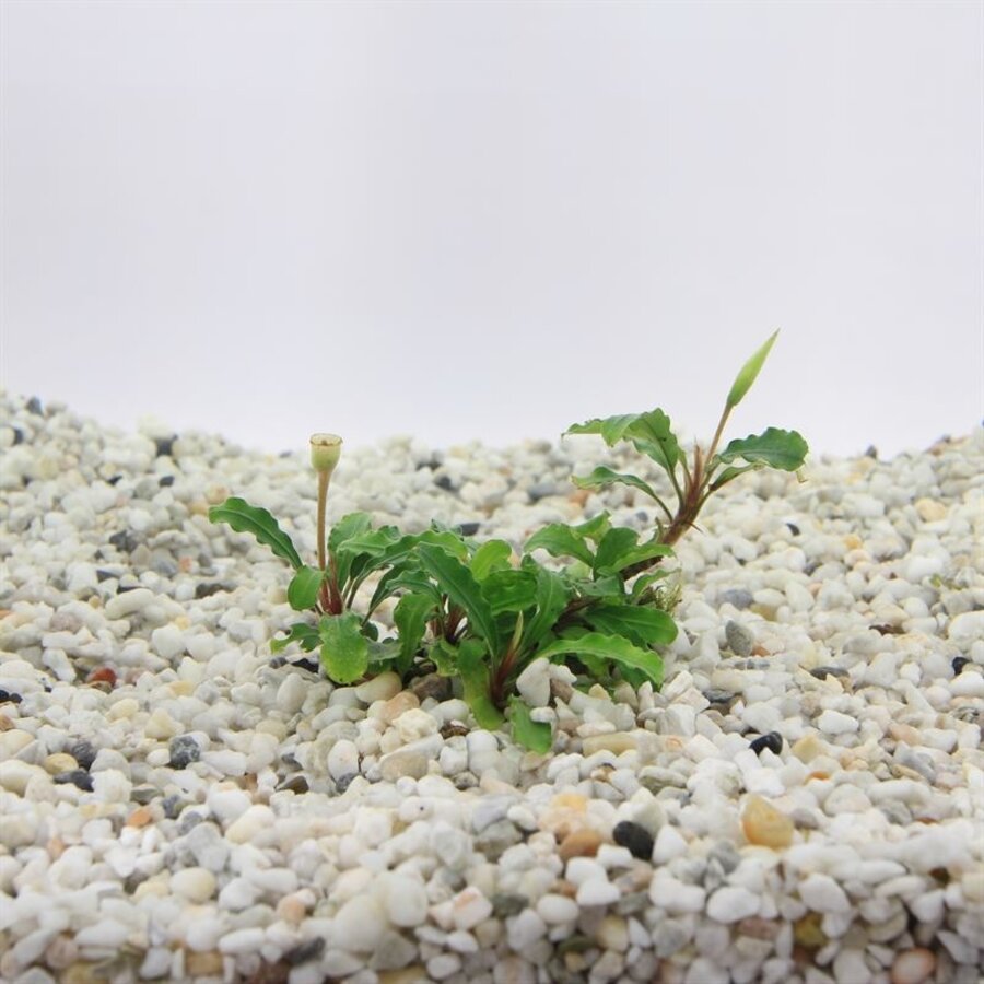 Bucephelandra sintang | In 5cm pot