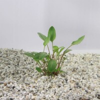 Cryptocoryne Bullosa in 5 cm pot