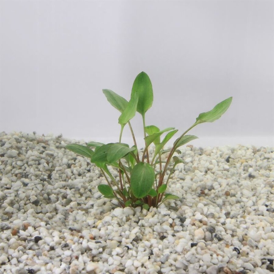 Cryptocoryne Bullosa in 5 cm pot