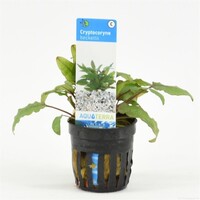 Cryptocoryne Mix in 5 cm pot