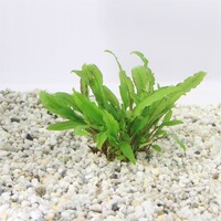 Cryptocoryne Wendtii Green Gecko in 5 cm pot