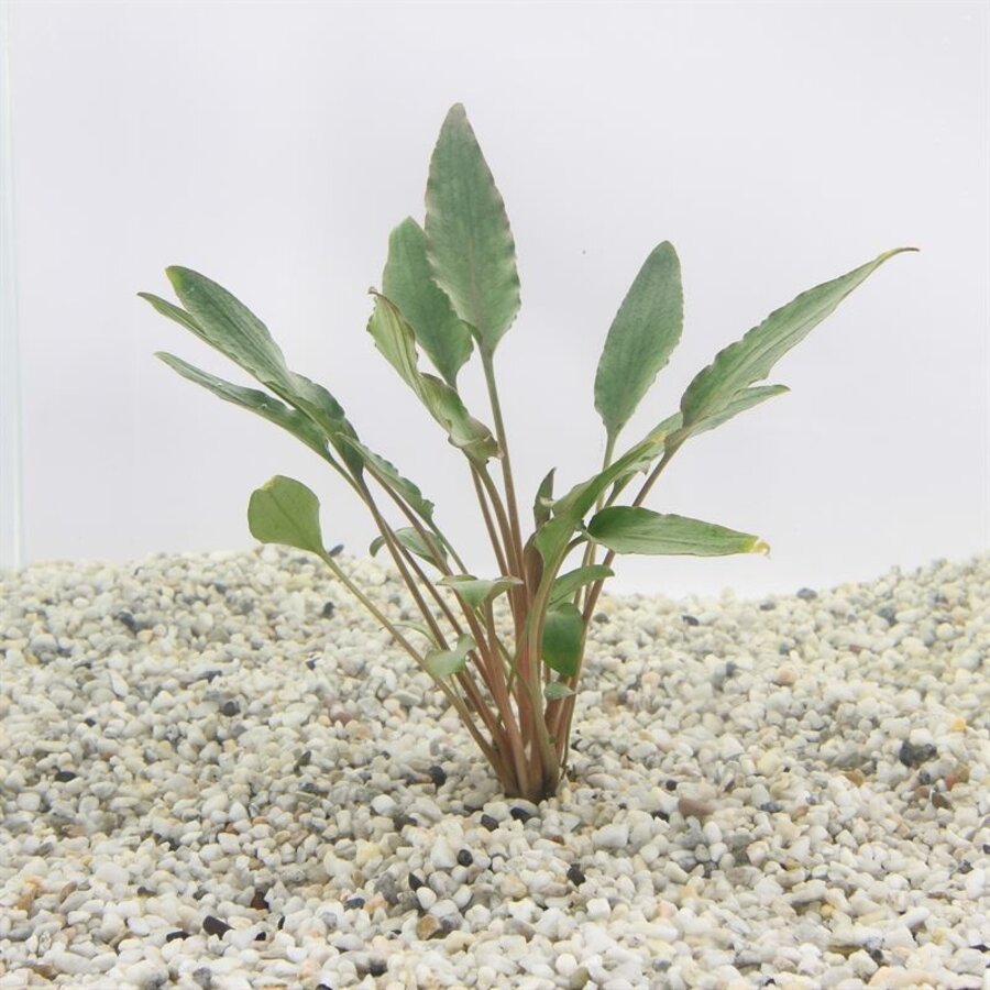 Cryptocoryne Wendtii Rood | Rode langstelige wendtii | in 5 cm pot