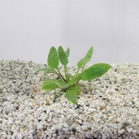 Cryptocoryne willissii in 5 cm pot