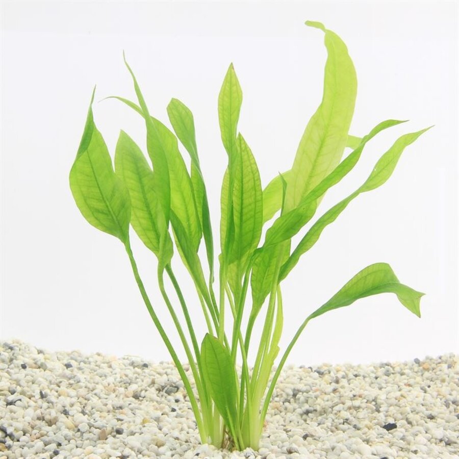 Echinodorus Bleheri | Grote Amazone zwaardplant | in 5cm pot