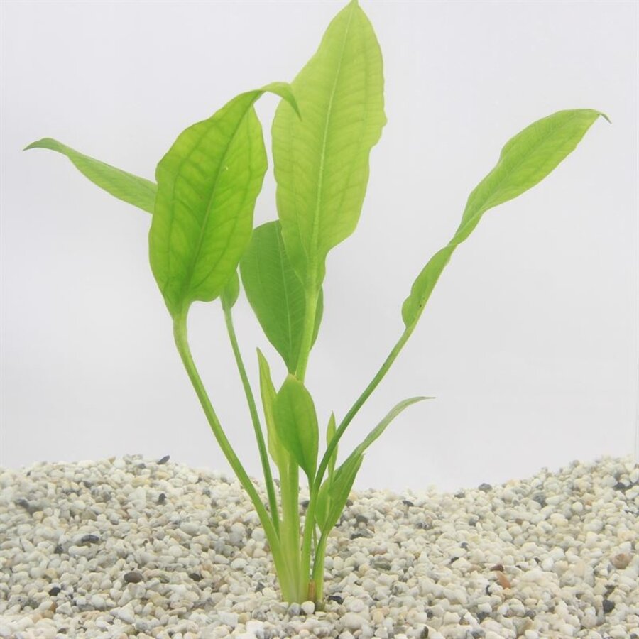Echinodorus Paniculatus | Amazone Zwaardplant | in 5 cm pot