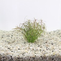 Eustralis stellata in 5 cm pot