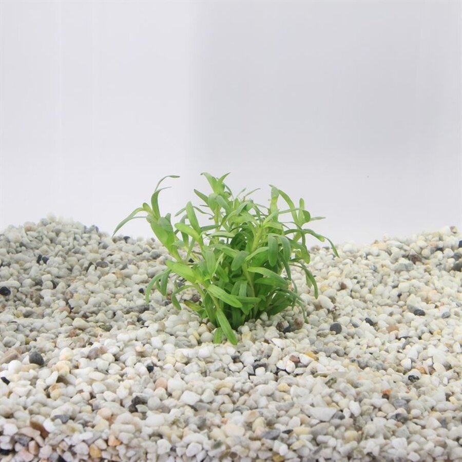 Heteranthera Zosterifolia | Sterrenkruid | in 5 cm pot