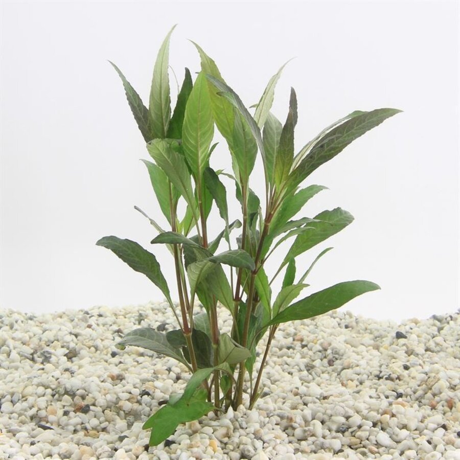 Hygrophila Angustifolia Rubra | Rode Slanke Waternavel | in 5 cm pot